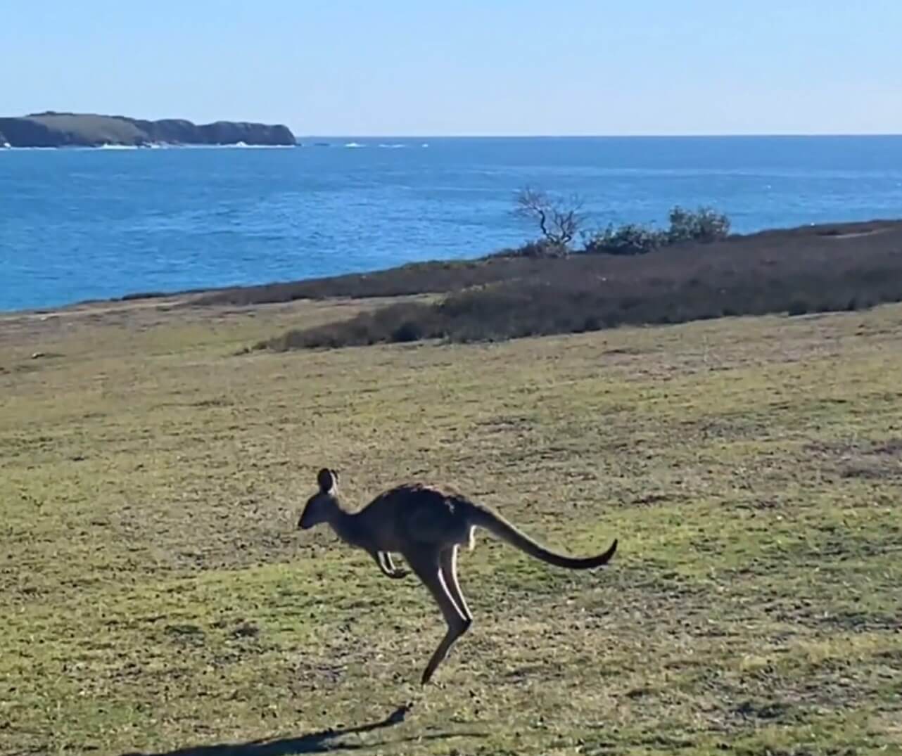 Roo Hopping